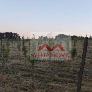 Plac površine 1,56ha sa 2000 mladih sadnica krušaka na par kilometara od vrha Kosmaja. Izuzetno čist vazduh.