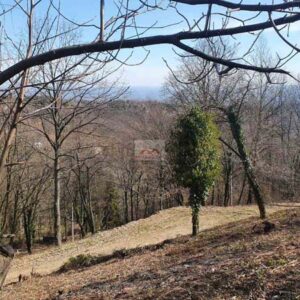 šuma u blizini kuće na Kosmaju blizu Spomenika borcima Kosmajskog odreda