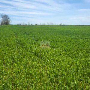 Plac u Rogači 96 ari poljoprivredno zemljište