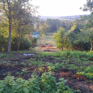 plac u Malom Požarevcu 15 ari građevinskog zemljišta drveće i trava