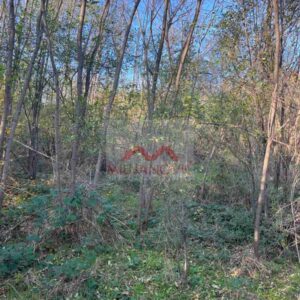 Plac u Sopotu okružen šumom 82 ara